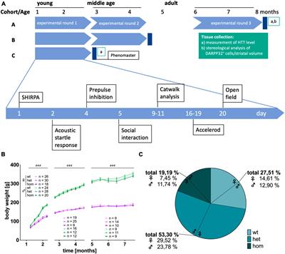 Gene-dosage- and sex-dependent differences in the prodromal-Like phase of the F344tgHD rat model for Huntington disease